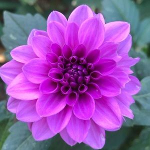 Meet your Posher, Beatriz